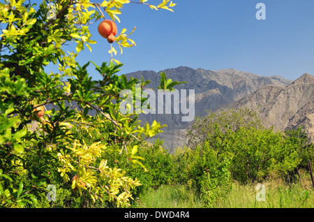 Les grenades verger avec monte en arrière-plan, l'Arménie, Meghri - 19 août 2013 Banque D'Images