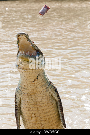 Les crocodiles ont appris à sauter pour la viande en Aidelaide River Territoire du Nord Banque D'Images