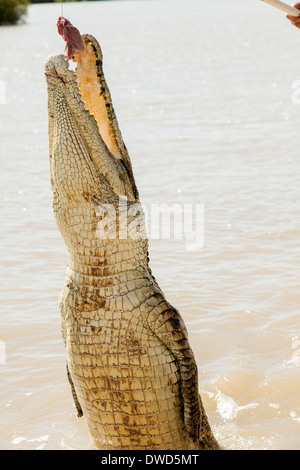 Les crocodiles ont appris à sauter pour la viande en Aidelaide ce Territoire du Nord de la rivière est de l'eau profonde Banque D'Images