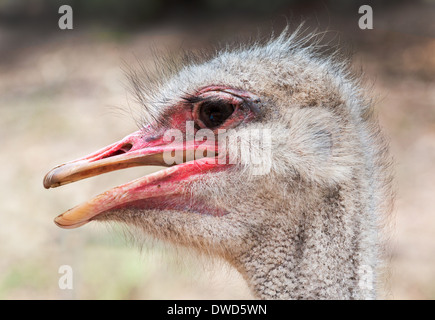 Portrait d'autruche grand oiseau d'afrique Banque D'Images