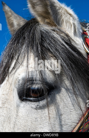 Close-up d'une tête de cheval blanc, en mettant en évidence une de sel et de poivre et un toupet de couleur des yeux marron. Banque D'Images