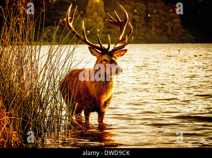 Red Deer mâle debout dans le lac , Parc de Wollaton, Nottingham, Royaume-Uni. Banque D'Images