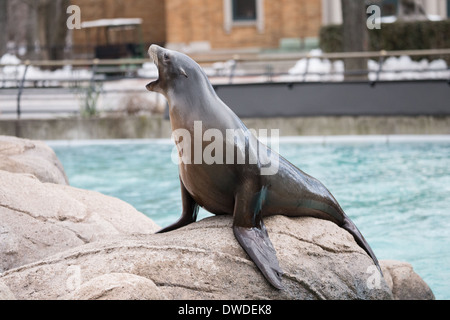 Lion de mer au zoo du Bronx, New York, NY, United States Banque D'Images