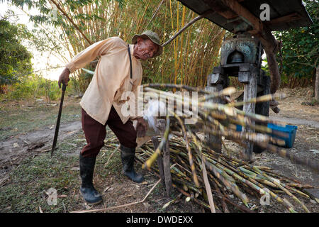 Moises Ibarra dépose une lourde charge de canne à sucre devant la machine Chattanooga dans la région d'El Rosario, dans la province de Cocle, République de Panama, Amérique centrale, le lundi 17 février 2014. Banque D'Images