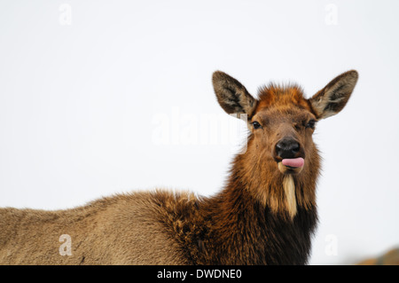 Les wapitis sauvages dans un champ neigeux au printemps, Alberta Canada Banque D'Images