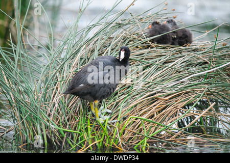 Foulque sauvages avec les poussins sur un lit de roseaux Banque D'Images