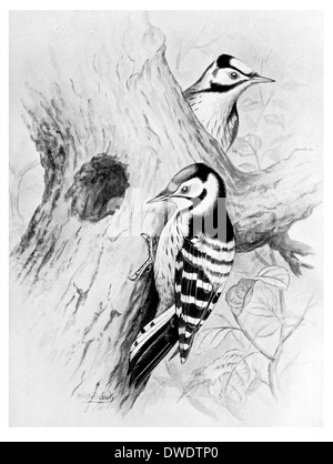 Lesser Spotted Woodpecker Banque D'Images