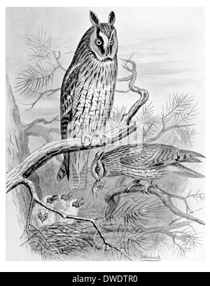 Long-Eared Owl Banque D'Images