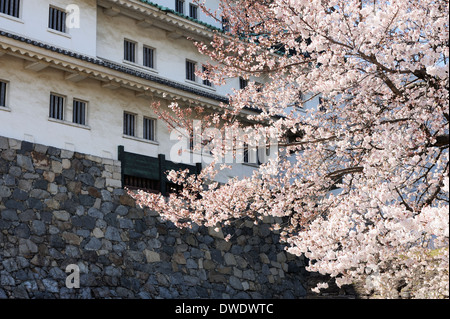 Château japonais avec sakura cerisiers en fleur au printemps Banque D'Images