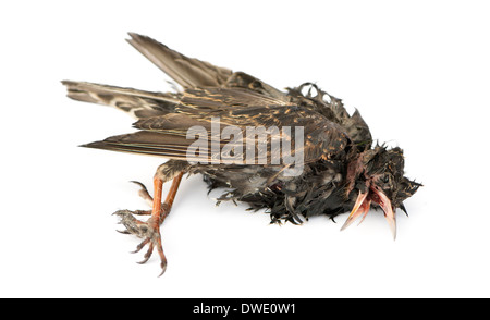 Vue latérale d'un étourneau sansonnet morts en état de décomposition, Sturnus vulgaris, in front of white background Banque D'Images