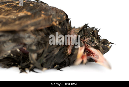 Close-up of a dead Étourneau sansonnet en état de décomposition, Sturnus vulgaris, in front of white background Banque D'Images