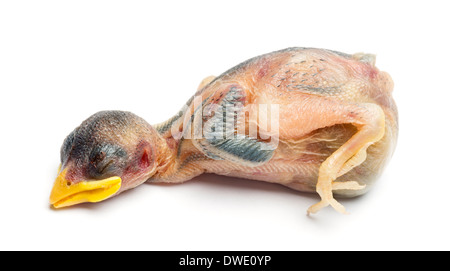 Les jeunes morts Moineau domestique Passer domesticus, in front of white background Banque D'Images