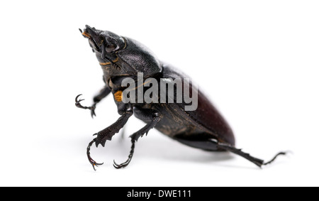 Dead Stag Beetle, Lucanus cervus, in front of white background Banque D'Images