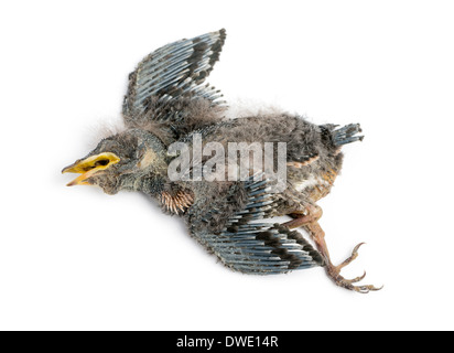 Bébé mort avaler en état de décomposition, Hirundinidae, in front of white background Banque D'Images