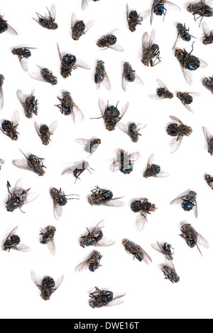 Close-up d'un groupe de mouches mortes in front of white background Banque D'Images