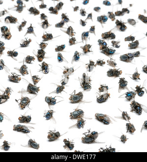 Close-up d'un groupe de mouches mortes in front of white background Banque D'Images