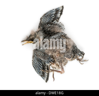 Bébé mort avaler en état de décomposition, Hirundinidae, in front of white background Banque D'Images