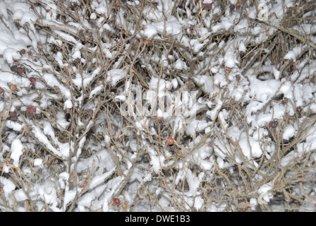 Bush de rose musquée dans la neige. Banque D'Images