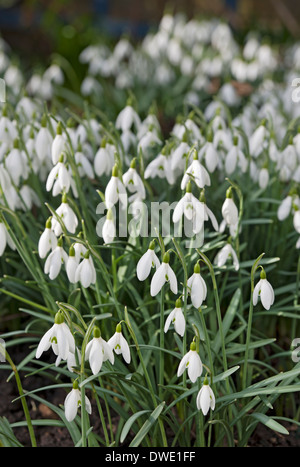 Gouttes de neige fleur de neige fleurs blanches dans le jardin en hiver printemps Angleterre Royaume-Uni Grande-Bretagne Banque D'Images