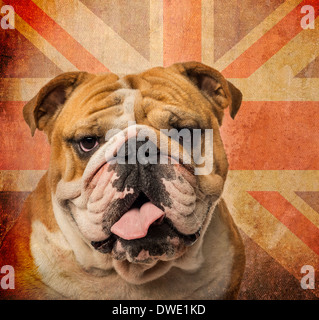 Close-up d'un bulldog Anglais haletant sur un vintage UK flag background Banque D'Images