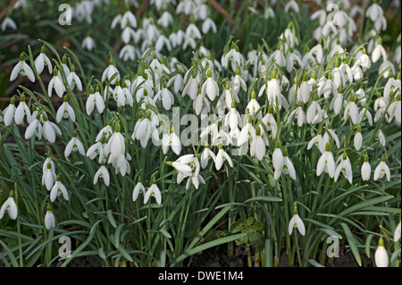 Gouttes de neige fleurs blanches dans le jardin en hiver Angleterre Royaume-Uni Grande-Bretagne Banque D'Images