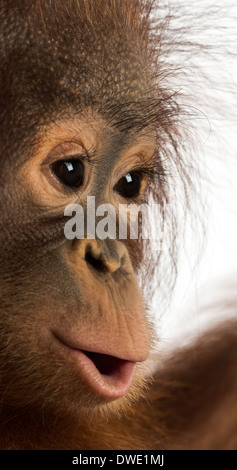 Close-up d'un jeune orang-outan, Pongo pygmaeus, 18 mois, contre fond blanc Banque D'Images