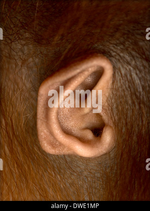 Close-up de jeunes orang-outan, Pongo pygmaeus l'oreille, 18 mois Banque D'Images