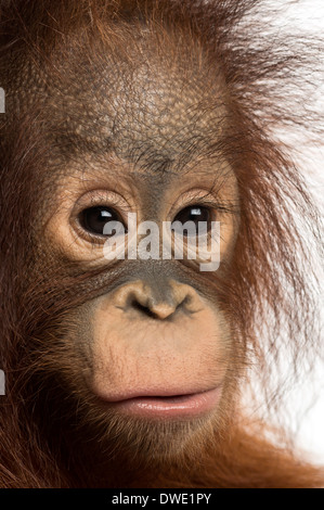 Close-up d'un jeune orang-outan, regardant la caméra, Pongo pygmaeus, 18 mois, contre fond blanc Banque D'Images