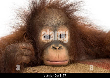 Close-up d'un jeune orang-outan regardant la caméra, Pongo pygmaeus, 18 mois, contre fond blanc Banque D'Images