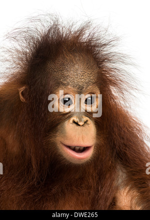 Close-up d'un jeune orang-outan, Pongo pygmaeus, 18 mois, contre fond blanc