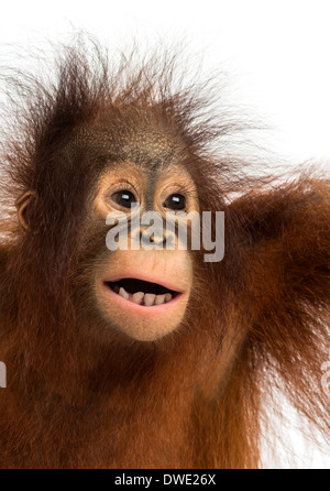 Close-up d'un jeune orang-outan, Pongo pygmaeus, bouche ouverte, 18 mois, contre fond blanc Banque D'Images