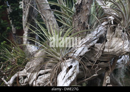 Airplant géant, poussant dans le nord de Cuba, peut-être Tilandsia fasciculata Banque D'Images