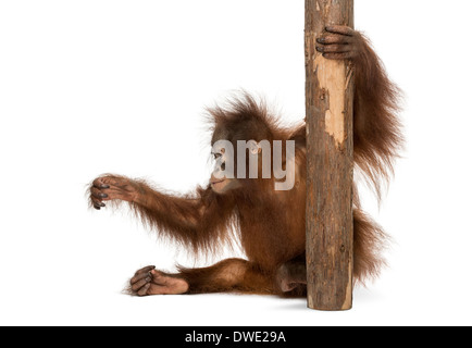 Vue latérale d'un jeune orang-outan assis, tenant à un tronc d'arbre, Pongo pygmaeus, 18 mois, contre fond blanc Banque D'Images