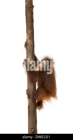 Vue latérale d'un jeune orang-outan grimper sur un tronc d'arbre, Pongo pygmaeus, 18 mois, contre fond blanc Banque D'Images