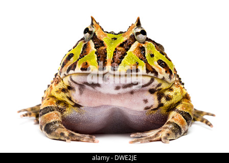 Vue frontale d'un Grenouille cornue d'Argentine regardant la caméra, Ceratophrys ornata, against white background Banque D'Images