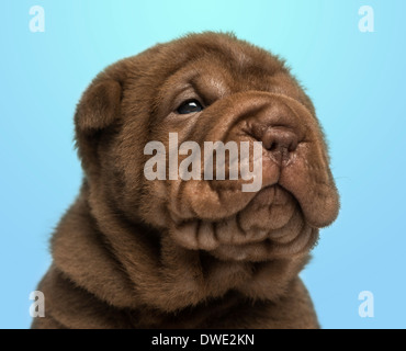 Close-up d'un Shar Pei chiot sur un fond bleu Banque D'Images