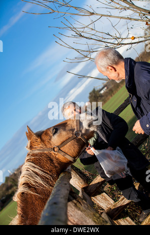 Couple de personnes âgées en riant et s'amusant de flatter un cheval dans un enclos par une froide journée d'hiver ensoleillée comme ils jouissent de la liberté de leur retraite Banque D'Images