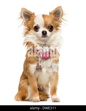 Chihuahua portant un collier brillant, assis, 7 mois, contre fond blanc Banque D'Images