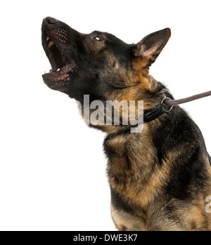 Close-up of a howling Berger Belge chien en laisse, 15 mois, contre fond blanc Banque D'Images