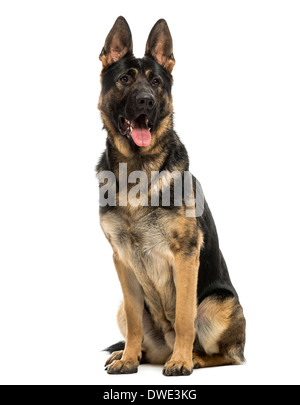 Chien de berger belge haletant, assis, à 15 mois, contre fond blanc Banque D'Images