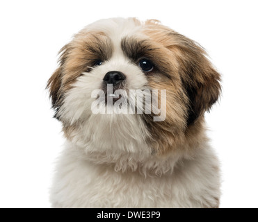 Close-up d'un shih tzu chiot, âgé de 5 mois, contre fond blanc Banque D'Images