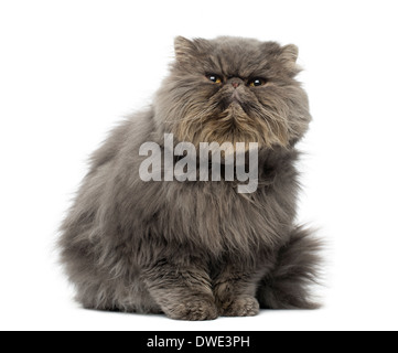 Vue de face d'un chat persan assis, grincheux, looking up, in front of white background Banque D'Images