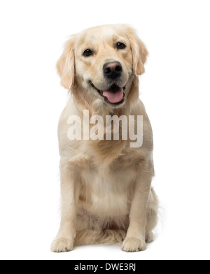 Golden Retriever assis, haletant,18 mois, contre fond blanc Banque D'Images