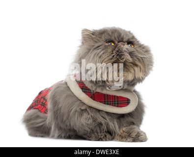 Chat persan portant un faisceau de tartan, mensonge, looking up, in front of white background Banque D'Images