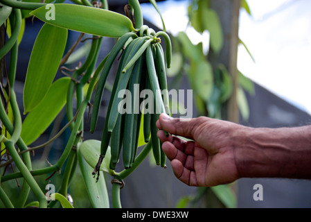 Plantation de vanille Banque D'Images