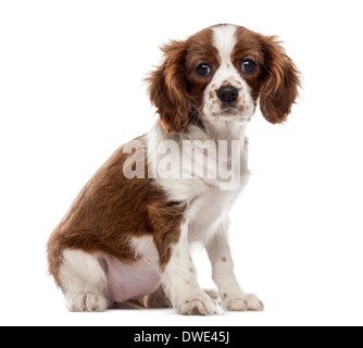 Vue frontale d'un Cavalier King Charles Spaniel puppy sitting, regardant la caméra, 3 mois, contre fond blanc Banque D'Images