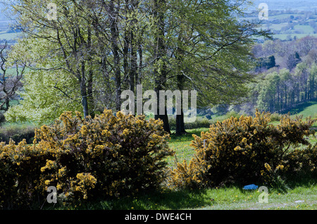 Cranborne Chase Dorset Angleterre Banque D'Images