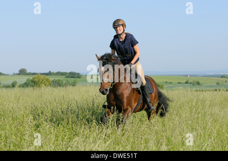 Rider portant un casque protecteur et un corps à cheval dans un pré à l'arrière d'un étalon Connemara Pony Banque D'Images