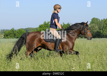 Rider portant un casque protecteur et un corps à cheval dans un pré à l'arrière d'un étalon Connemara Pony Banque D'Images