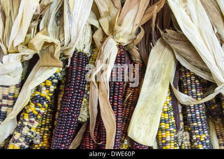 Indian Corn colorés Banque D'Images